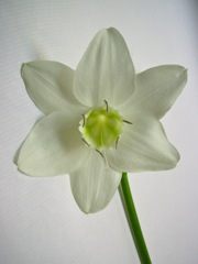 Eucharis