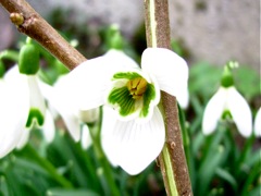 Galanthus Nivalis (Perce Neige)