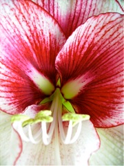 Amaryllis