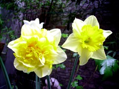 Narcisse double