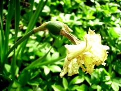 Narcisse
