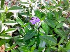 Pervenche (Vinca)