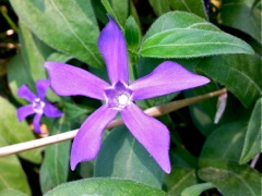 Pervenche (Vinca)