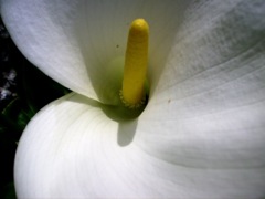 Zantedeschia aethiopica