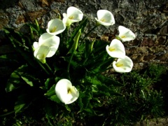 Zantedeschia aethiopica