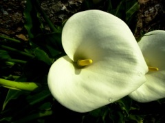Zantedeschia aethiopica