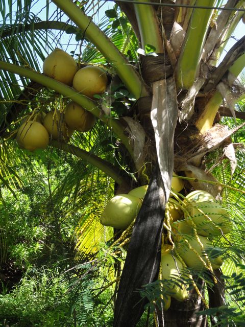 Cocos nucifera (Cocotier)