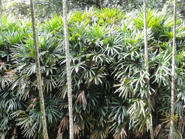Raphis excelsa (Palmier bambou)