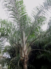 Syagrus romanzoffiana (Cocotier plumeux, palmier de la reine)