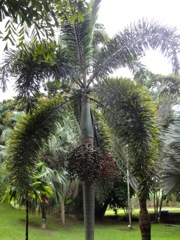Wodyetia bifurcata  (Palmier queue de renard)