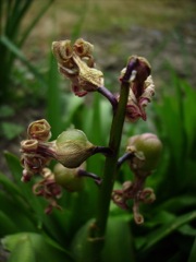 Fruits de Jacinthe