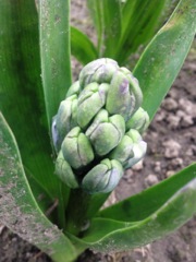 Jacinthe des bois