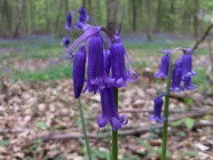 Bois de jacinthes