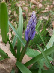 Ornithogalum