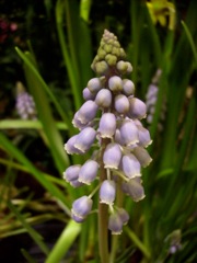 Graines de Muscari