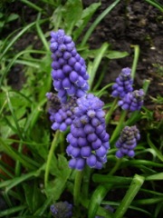 Jacinthe