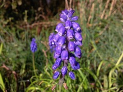 Jacinthe