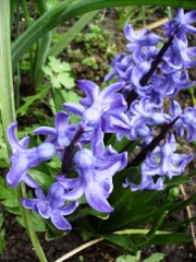 Jacinthe