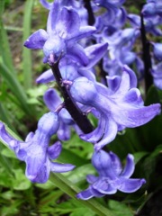 Jacinthe