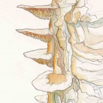 Champignons sur un arbre