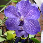 Orchidée Vanda et feuilles de vanille Vanda Bleu