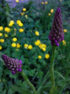 Orchis deux jours après