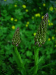 Orchis pyramidal (Anacamptis Pyramidalis)