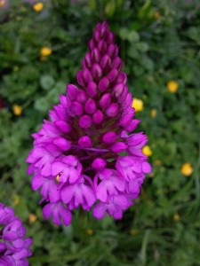 Orchis du 10 juin