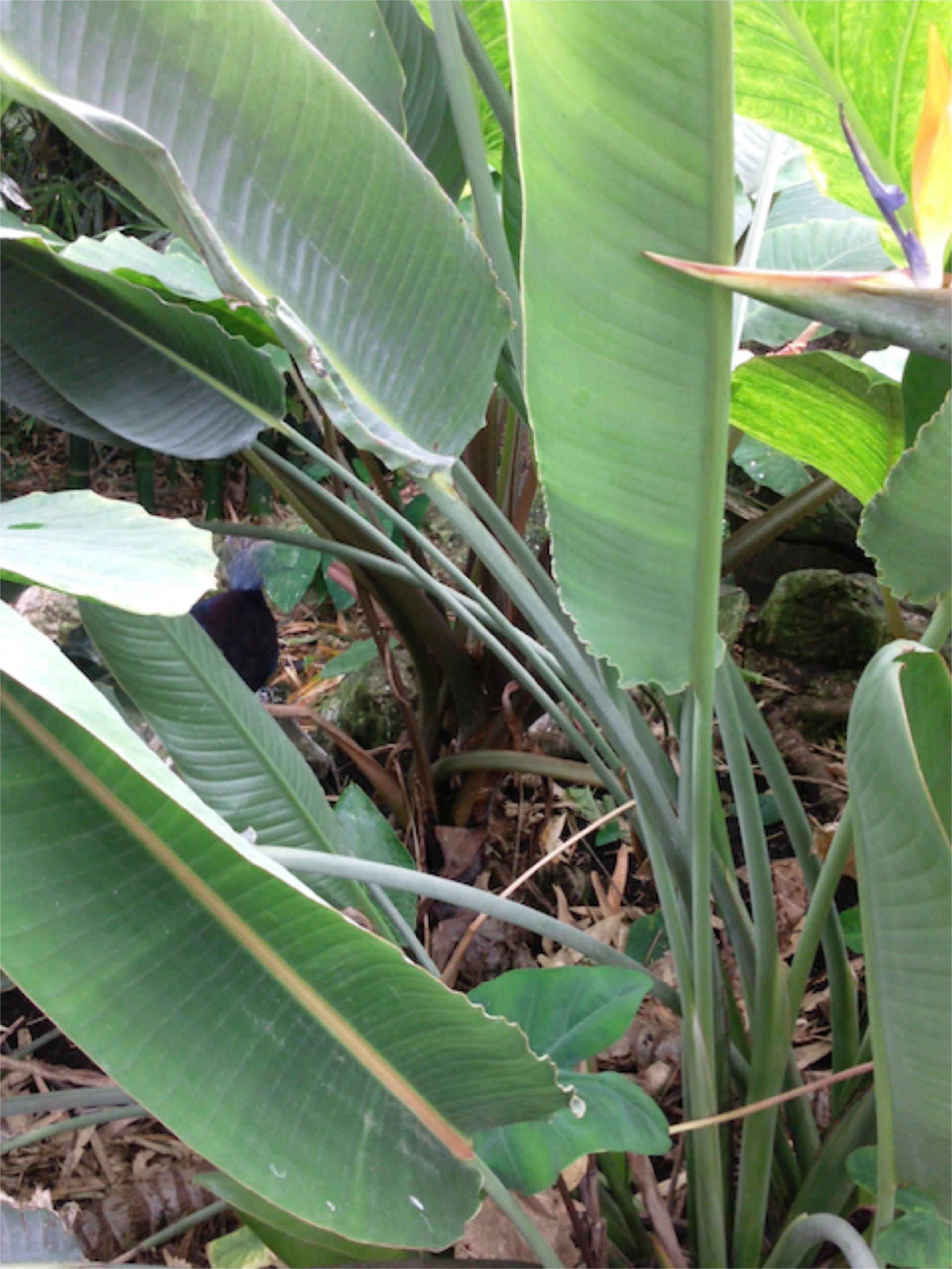 Strelitzia reginae (Oiseau de paradis) Feuilles Espace Graphique