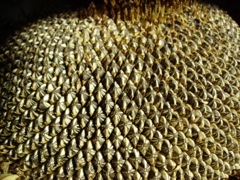 Tournesol (Helianthus annuus)