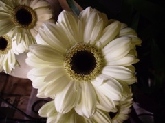 Tournesol (Helianthus annuus)
