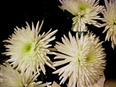 Chrysanthemum (Chrysanthème) - Blanc