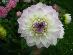 Dahlia blanc rosé