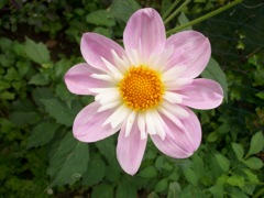 Marguerite commune (Leucanthemum vulgare)