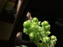 Aeonium tabulaeforme