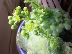 Aeonium tabulaeforme
