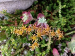 Fleurs de plantes grasses