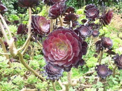 Aeonium
