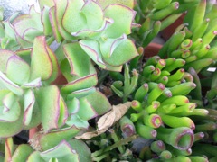 Plantes grasses