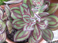 Plante grasse panachée