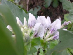 Vicia faba (Fève) - Blanche et violette