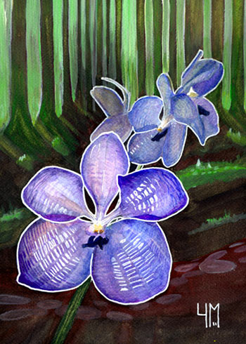 orchidée Vanda, aquarelle