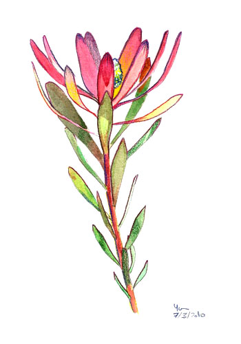 Aquarelle de protea