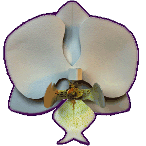 Phalaenopsis