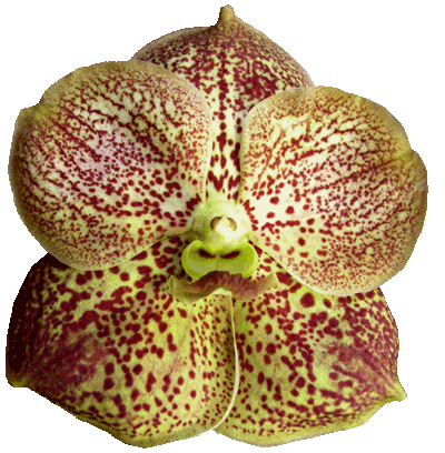 orchid&eacute;e Vanda