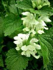 Lamier blanc (Lamium album)