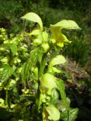 Lamier blanc (Lamium album)