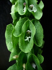 Mentha (menthe)