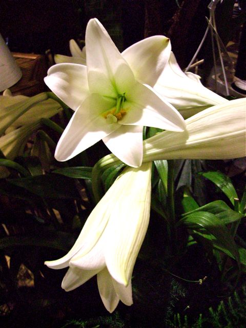 Lys Blanc (Lilium Candidum)