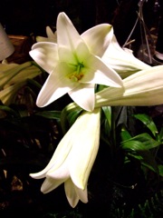 Tulipe rouge (Tulipa)